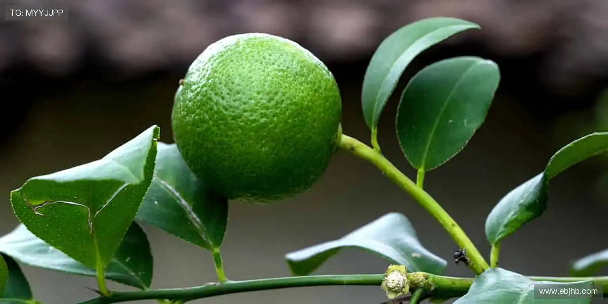 🏀 每一场对决,都是心跳的证明!